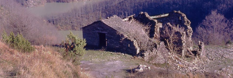 Ammannatoia
