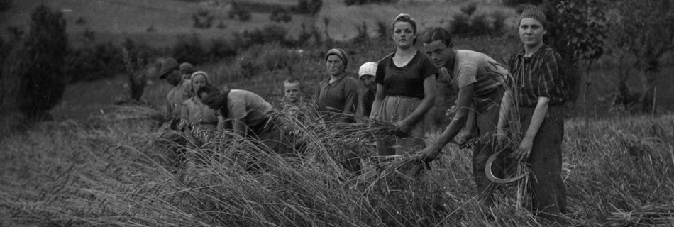 Mietitura nei dintorni di Santa Sofia - Archivio Fotografico Dott. Torquato Nanni